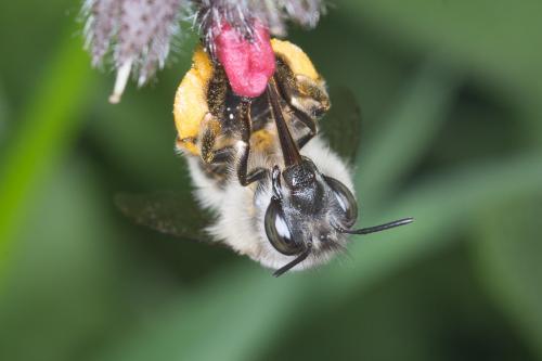 Anthophora sp.